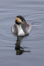 A single great crested grebe gliding through the water, Great crested grebe, (Podiceps cristatus),