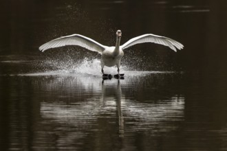 A swan lands on the water and creates splashes, wings in full span, Mute Swan, (cygnus olor),