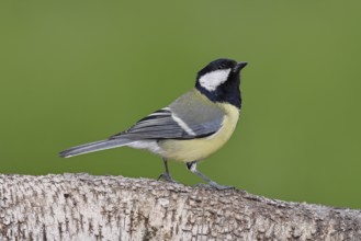 Great tit (Parus major) sitting on a birch trunk, Animals, Birds, Wilnsdorf, North