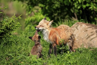 Red fox (Vulpus fulva), mother, young animal, social behaviour, Minnesota, USA, North America