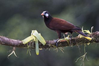 Montezuma's forehead bird (Gymnostinops montezuma), Costa Rica, Central America