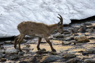 Alpine ibex (Capra ibex), crossing a river, in the morning light, Mont Blanc massif, Chamonix,