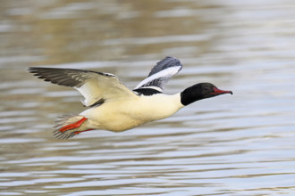 Goosander (Mergus merganser), male in flight over Lake Zug, Switzerland, Europe