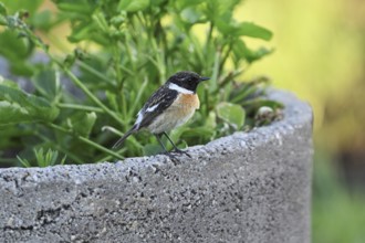 Stonechat (Saxicola rubicola), male sitting in a flower pot, Lake Neusiedl National Park,