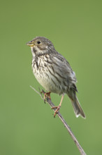 Corn bunting (Emberiza calandra, Miliaria calandra), sitting on a branch, Lake Neusiedl National