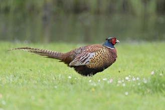 Pheasant (Phasianus colchicus), male standing in meadow, Texel, North Holland, Netherlands