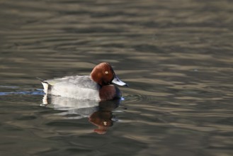 Common Pochard (Aythya ferina), male swimming, Rootsee, Canton Lucerne, Switzerland, Europe