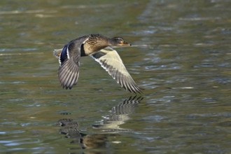 Mallard (Anas platyrhynchos), female in flight, Lake Zug, Canton Zug, Switzerland, Europe