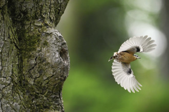 Nuthatch (Sitta europaea), taking off from its breeding den, Lake Neusiedl National Park,