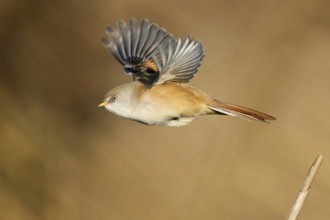 Bearded Tit (Panurus biarmicus), female taking off from reeds, Klingnauer Stausee, Canton Aargau,