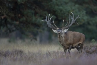 Red deer in rut, Hooge Veluve, Holland