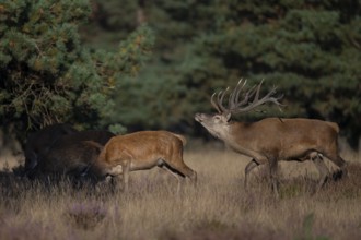 Red deer in rut, Hooge Veluve, Holland
