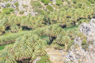 Preveli palm forest, Rethymno, Crete, Greek Islands, Greece, Europe