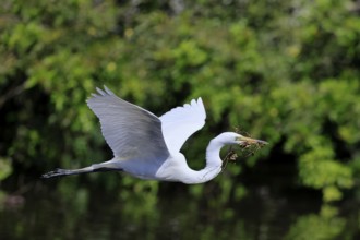 Great Egret (Ardea alba), adult, flying, with nesting material, St. Augustine, Florida, USA, North