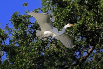 Great Egret (Ardea alba), adult, flying, calling, St. Augustine, Florida, USA, North America