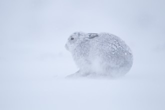 Mountain hare (Lepus timidus) adult animal in its winter coat resting on a snow covered mountain