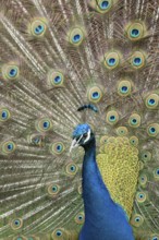 Indian peafowl or Peacock (Pavo cristatus) adult male bird displaying showing its tail feathers,