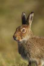 Mountain hare (Lepus timidus) adult animal in its summer coat on a hillside, Cairngorm mountains,