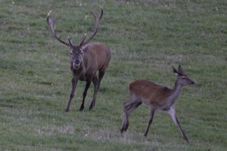 Red deer in rut, Reckerscheid, Eifel, Germany, Europe