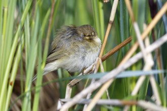 Chiffchaff or willow warbler (Phylloscopus collybita), sleeping animal in the biotope,