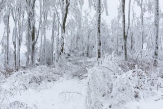 Winter landscape on the summit of the Czorneboh, trees thickly laden with snow and hoarfrost,