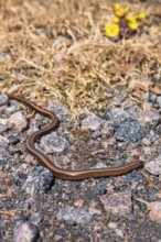 Common slow worm (Anguis fragilis) crawls on the ground in the spring sun, Sweden, Europe