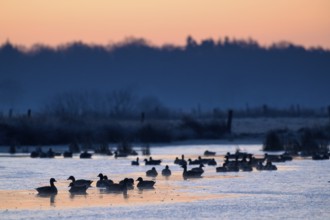 White-fronted Goose (Anser albifrons), at roost, in front of sunrise, dusk, morning, Dingdener