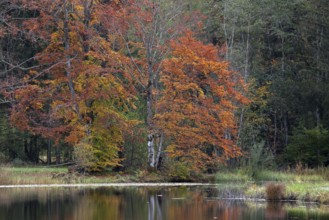 Autumn colours, autumn coloured trees on the shore of the marsh pond, Oberstdorf, Oberallgäu,