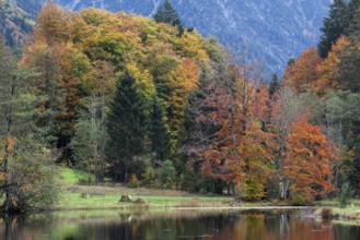 Moor, moor pond, autumn colours, autumn coloured trees, Oberstdorf, Oberallgäu, Allgäu, Bavaria,