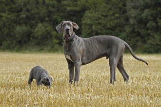 Great Dane