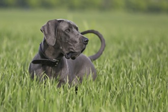 Great Dane