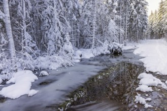 Frozen water puddle in a snowy spruce forest a cold winter day, Sweden, Europe