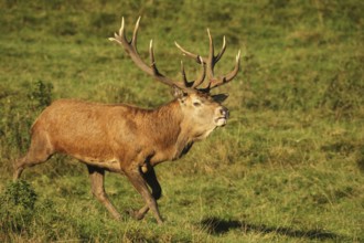 Red deer (Cervus elaphus) crowned deer during the rut, Allgäu, Bavaria, Germany, Allgäu/Bavaria,