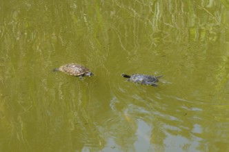 Two turtles swimming side by side in the water, turtles, Caspian turtle (Mauremys caspica), turtle