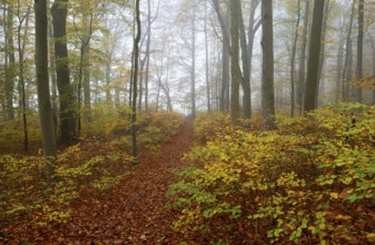 Path through near-natural deciduous forest in autumn with colourful leaves, copper beeches (Fagus