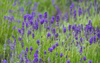 Lavender in bloom, North Rhine-Westphalia, Germany, Europe