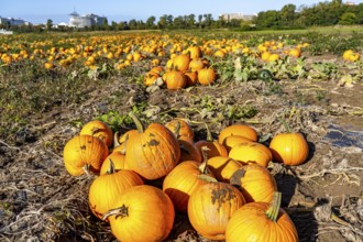 Pumpkin field, ripe pumpkins, shortly in front of harvest, near Neuss, North Rhine-Westphalia,