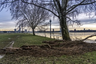 View of the Rhine knee bridge over the Rhine near Düsseldorf, Media Harbour, from the Rhine meadows