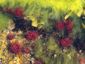 Horse actinia (Actinia equina), in a tidal pond, Norway, Europe