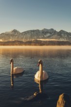 Frosty morning atmosphere during sunrise at Lake Hopfensee in the Allgäu in Bavaria, Germany,