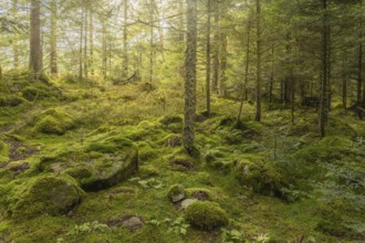 A forest with moss and rocks. The moss is green and the rocks are brown. The forest is full of