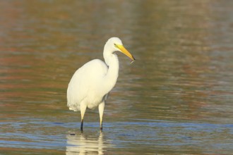 Great Egret (Ardea alba) Great Egret (Ardea alba), with prey, standing in the water of the Baltic