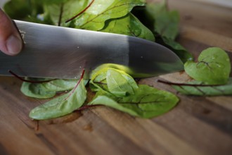 Southern German cuisine, preparation of sorrel soup with char, blood sorrel (Rumex sanguineus),