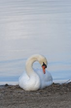 Mute swan (Cygnus olor) sitting on the shore of Lake Plau, Ganzlin, Mecklenburg-Western Pomerania,