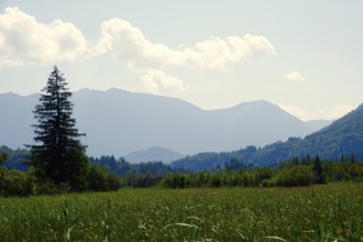 Murnauer moss in August, Bavaria, Germany, Europe