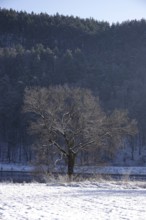 Elbe Sandstone Mountains in winter, Saxony, Germany, Europe