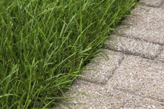 Close-up of Poa pratensis, Kentucky Bluegrass lawn edged with tan nuanced paving tiles in summer,