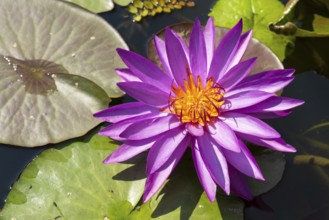 Hardy water lily (Nymphaea), Mrs Anderson, flowering, North Rhine-Westphalia, Germany, Europe