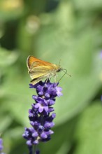 Large skipper (Ochlodes venatus), collecting nectar from a flower of Common lavender (Lavandula