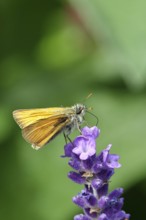 Large skipper (Ochlodes venatus), collecting nectar from a flower of Common lavender (Lavandula